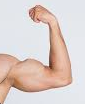 Biceps